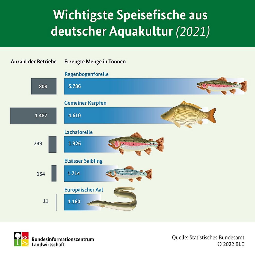 Infografik zu den Wichtigsten Speisefischen aus deutscher Aquakultur