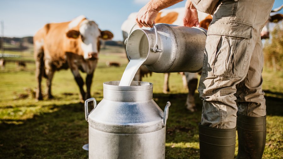 Bauer schüttet Milch in eine Milchkanne